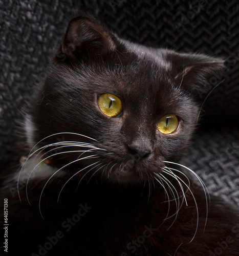Black scottish shorthair ki...
