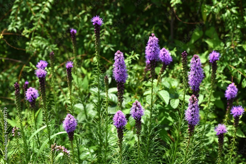 Obraz premium Blazing star ( Liatris spicata ) flowers. Asteraceae perennial plants. From July to September, many purple or white florets bloom on spikes at the tip of the stem.