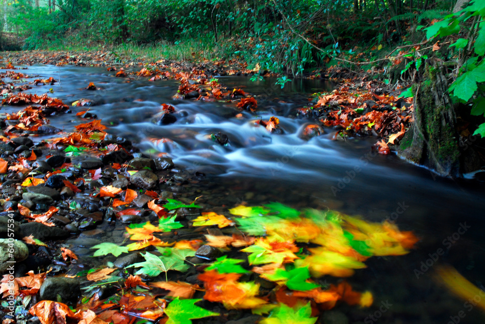 Tree leaves with the colors of autumn washed away by the water of a river Tree leaves with the colors of autumn washed away by the water of a river