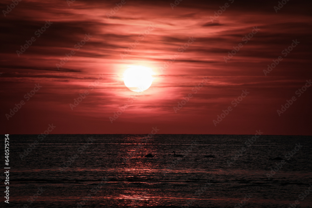Sunset, swans swimming in the illuminated sea. Light waves. Nature photo,Baltic Sea