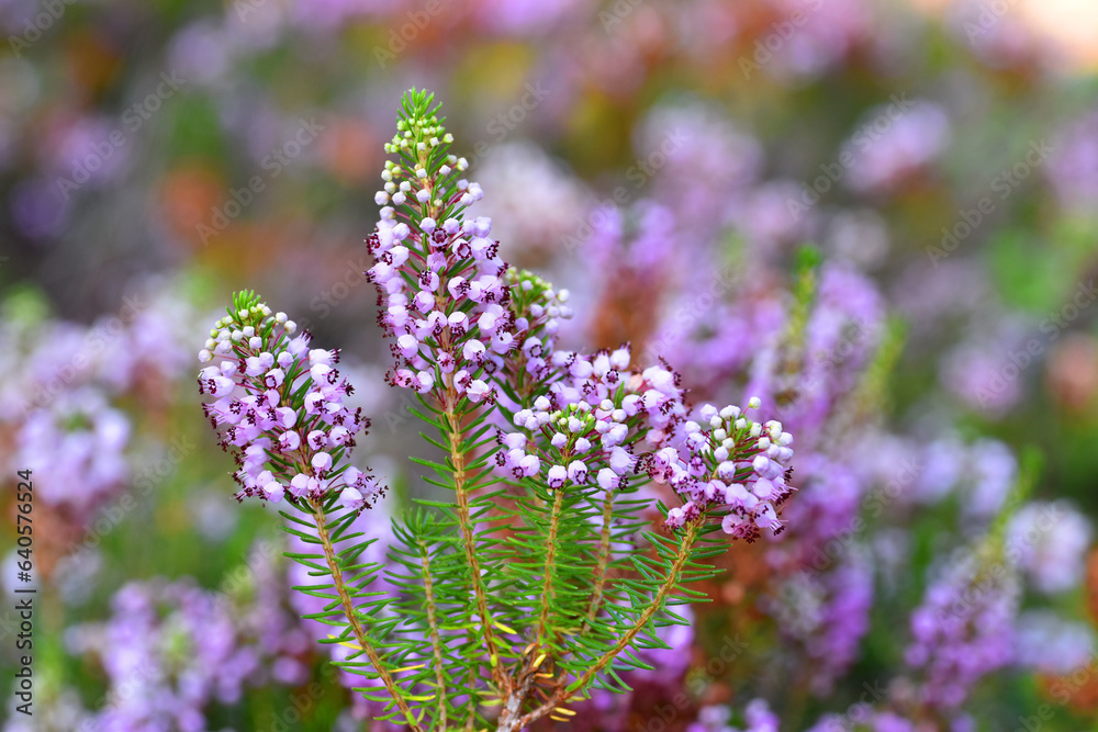 The Cornish heath (Erica vagans) in flower The Cornish heath (Erica vagans) in flower