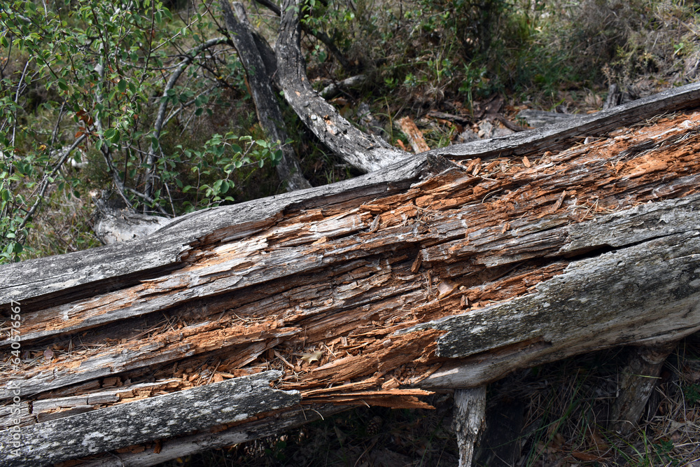 Fallen trunk of a Scots pine decomposed by xylophagous insects Fallen trunk of a Scots pine decomposed by xylophagous insects