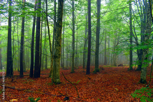 Beech forest (Fagus sylvatica) with some mist and the ground covered with leaf litter