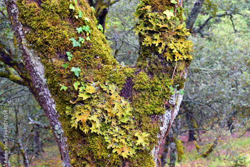 The medicinal lichen Lobari...