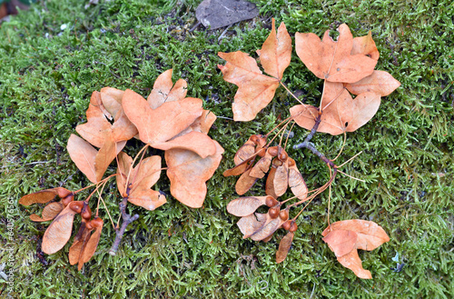 Dried leaves and fruits (samaras) of the Montpellier maple (Acer monspessulanum) on the ground photo