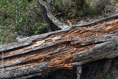 Wallpaper Mural Fallen trunk of a Scots pine decomposed by xylophagous insects Torontodigital.ca