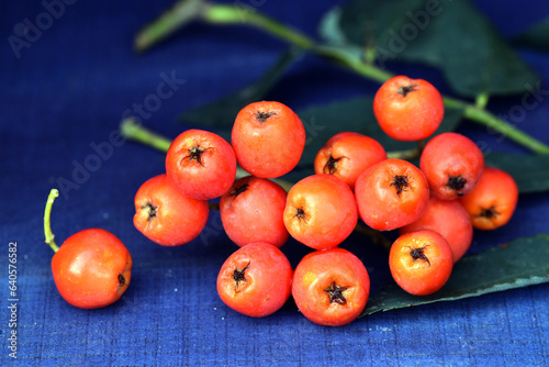 Ripe fruits of rowan (Sorbu...