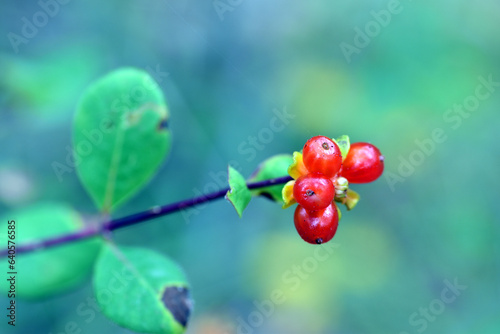 Leaves and ripe fruit of a ...