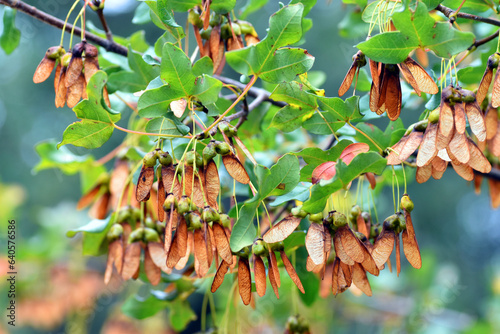 Leaves and fruits (samaras) of the Montpellier maple (Acer monspessulanum) on the branches photo