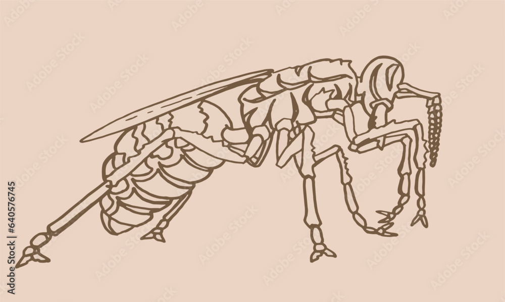 Fototapeta premium Vector sketch of wasp on sepia background, insect. Graphical vintage illustration
