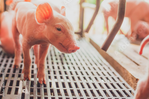 Piglet farming industry fattening pigs for consumption of meat , Pork is the food of the world's population.