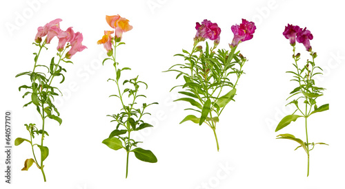set of snapdragon flowers in multiple colors isolated transparent png