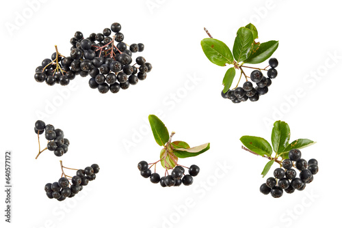 set of aronia berries and branches isolated transparent png photo