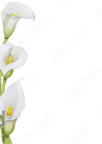 Watercolor frame of white calla lily. Hand drawn floral illustration for wedding invitations, floristic, beauty salon. Isolated tropical water arum for greeting