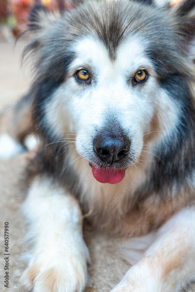 Alaska Malamute dog portrait in domesticated pet. They are very friendly and good excessively should choose as pets in your home to close to children