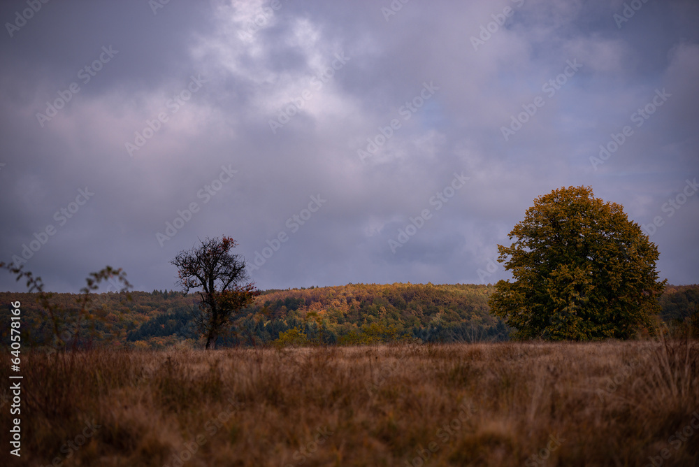 Fototapeta premium Lonely tree in the middle of a broad clearing. A picturesque and wild place in the autumn season
