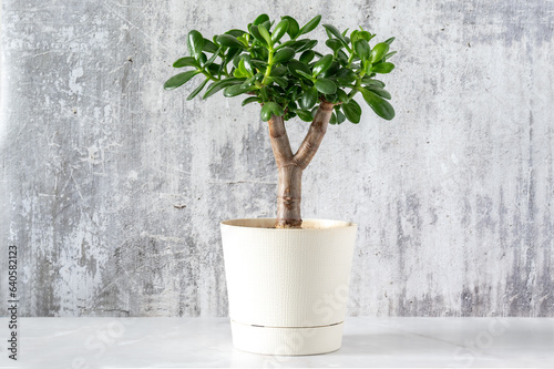 Succulent houseplant Crassula ovata in a pot on a grey concrete background.