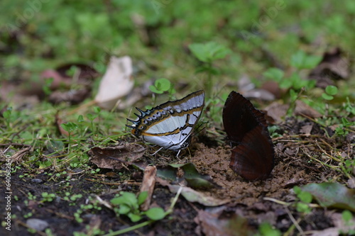 Butterfly from the Taiwan (Polyura  eudamippus )two-tailed butterfly.