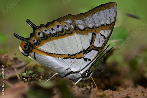 Butterfly from the Taiwan (Polyura  eudamippus )two-tailed butterfly.