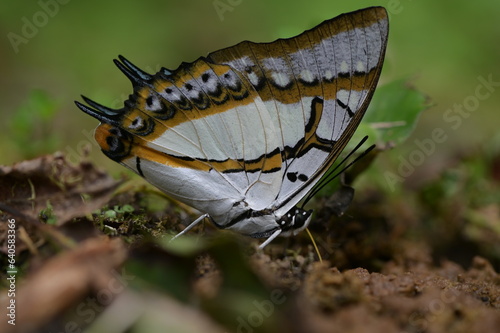 Butterfly from the Taiwan (Polyura  eudamippus )two-tailed butterfly.