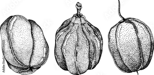 Hand drawn engraved style Ackee, Blighia sapida or achee, medicinal plant. Vector Illustration on white Background.