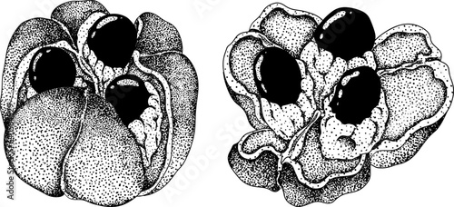 Hand drawn engraved style Ackee, Blighia sapida or achee, medicinal plant. Vector Illustration on white Background.
