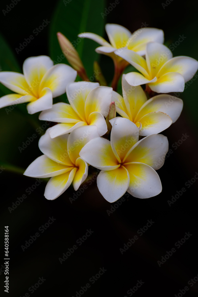 Fototapeta premium frangipani flowers Close up beautiful Plumeria. Amazing of Thai frangipani flowers on green leaf background. Thailand spa and therapy flower