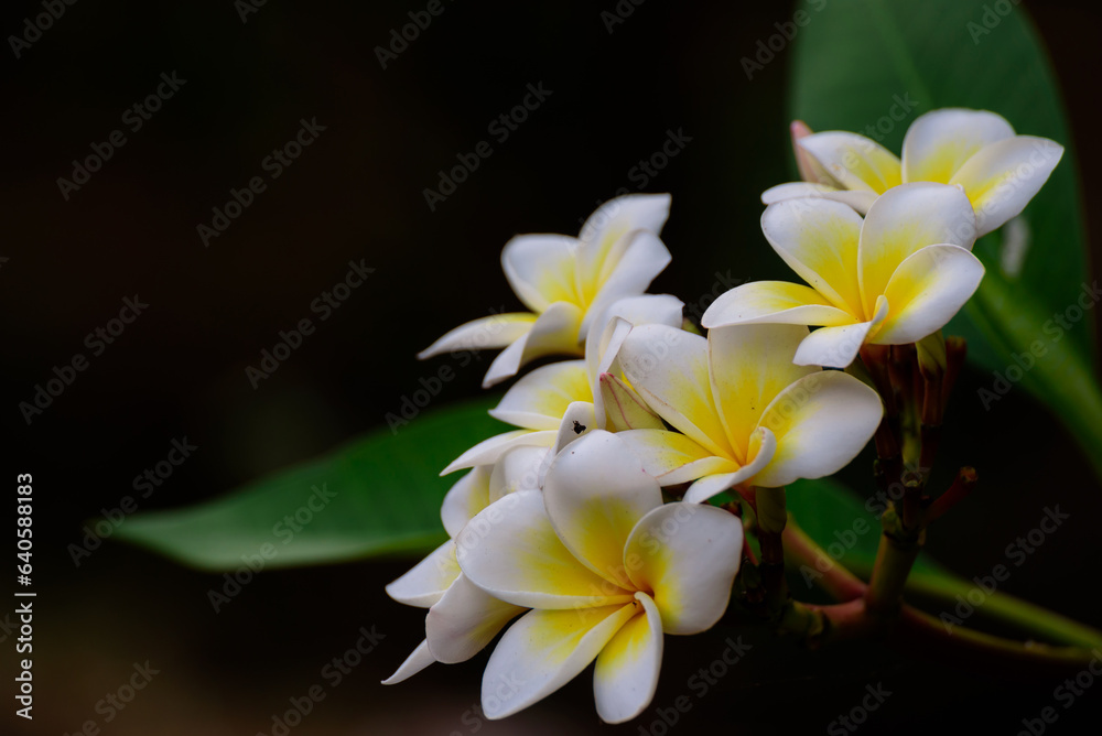 frangipani flowers Close up beautiful Plumeria. Amazing of Thai frangipani flowers on green leaf background. Thailand spa and therapy flower frangipani flowers Close up beautiful Plumeria. Amazing of Thai frangipani flowers on green leaf background. Thailand spa and therapy flower