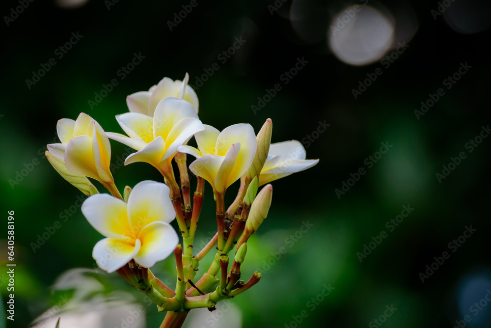 Fototapeta premium frangipani flowers Close up beautiful Plumeria. Amazing of Thai frangipani flowers on green leaf background. Thailand spa and therapy flower