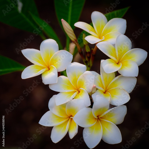 frangipani flowers Close up beautiful Plumeria. Amazing of Thai frangipani flowers on green leaf background. Thailand spa and therapy flower