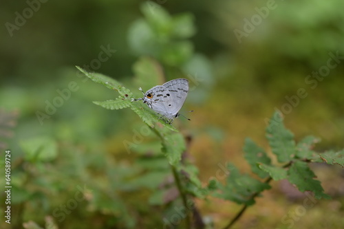 Butterfly from the Taiwan (Hypolycaena kina inari (Wileman, 1908) ) Taiwan black star small gray butterfly   © chienmuhou