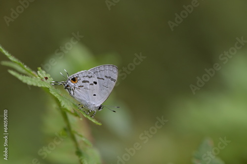 Butterfly from the Taiwan (Hypolycaena kina inari (Wileman, 1908) ) Taiwan black star small gray butterfly  