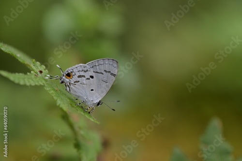 Butterfly from the Taiwan (Hypolycaena kina inari (Wileman, 1908) ) Taiwan black star small gray butterfly  