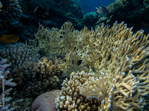 Fantastically beautiful corals and inhabitants of the coral reef in the Red Sea. photo