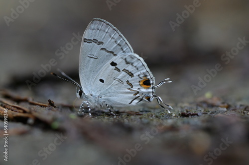 Butterfly from the Taiwan  Hypolycaena kina inari  Wileman  1908    Taiwan black star small gray butterfly  