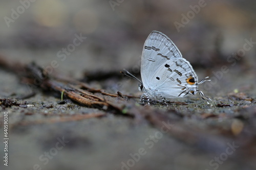 Butterfly from the Taiwan (Hypolycaena kina inari (Wileman, 1908) ) Taiwan black star small gray butterfly  