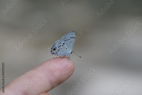 Butterfly from the Taiwan (Hypolycaena kina inari (Wileman, 1908) ) Taiwan black star small gray butterfly  