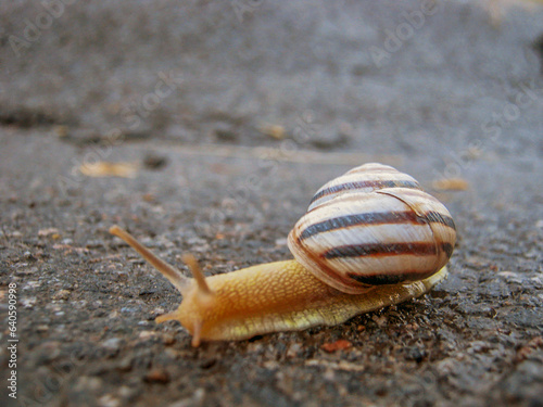 A small snail crawls on the asphalt close-up 
