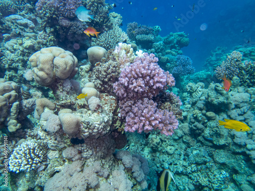 Fototapeta Naklejka Na Ścianę i Meble -  Fantastically beautiful corals and inhabitants of the coral reef in the Red Sea.