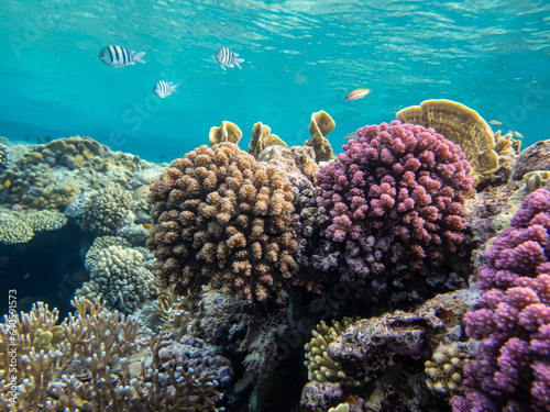 Foto Fantastically beautiful corals and inhabitants of the coral reef in the Red Sea