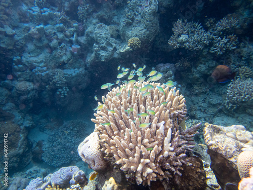 Fantastically beautiful corals and inhabitants of the coral reef in the Red Sea.