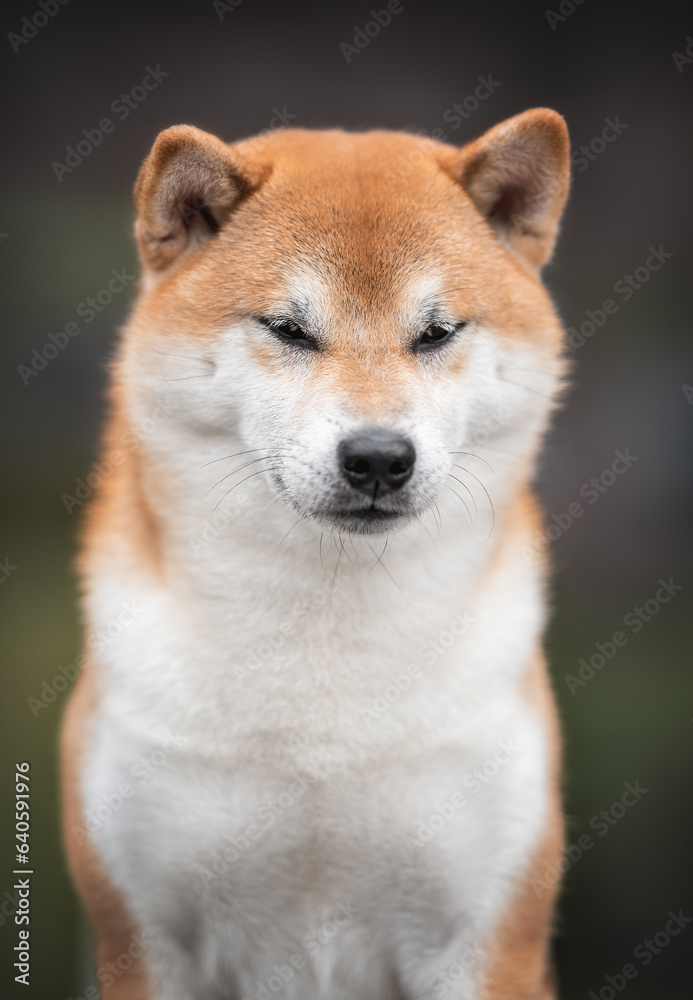 Beautiful red white japanese shiba inu dog portrait on background of green bushes and grass