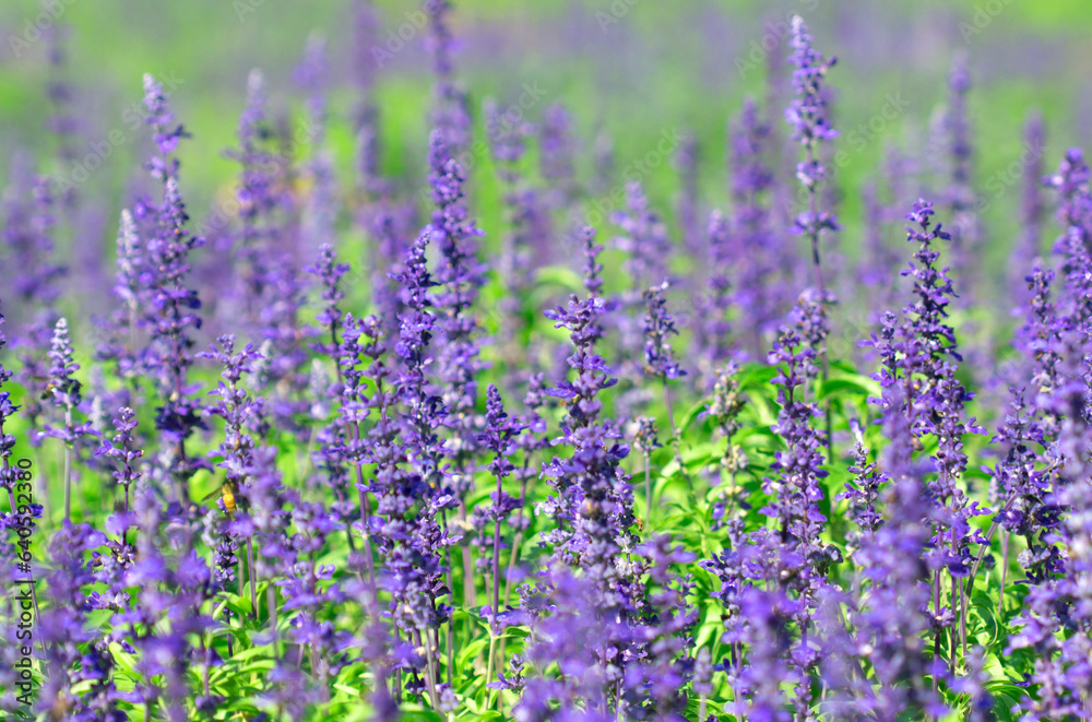 Obraz premium purple blue salvia flowers fresh color background