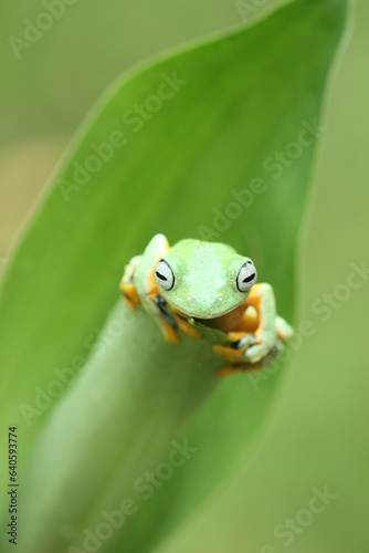 frog, green, flying frog, cute green frog