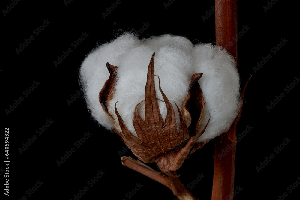 cotton flowers grow on a black background cotton flowers grow on a black background