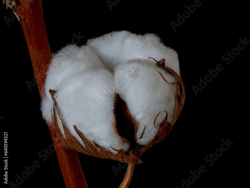 cotton flowers grow on a black background