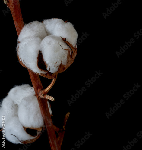 cotton flowers grow on a black background