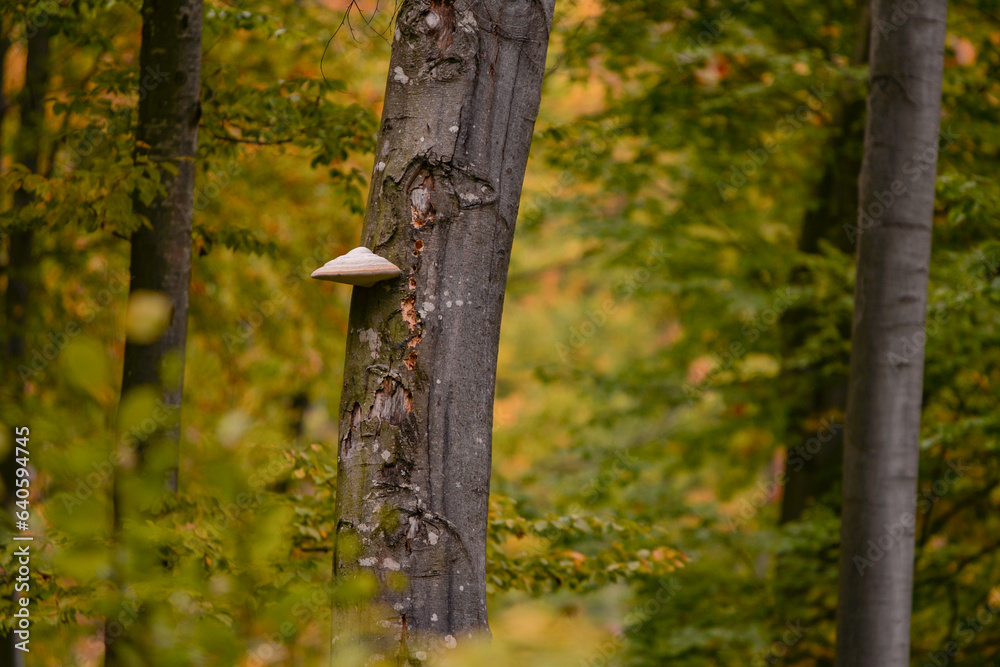 Tinder fungus grown on a beech trunk in the colorful forest during autumn season Tinder fungus grown on a beech trunk in the colorful forest during autumn season