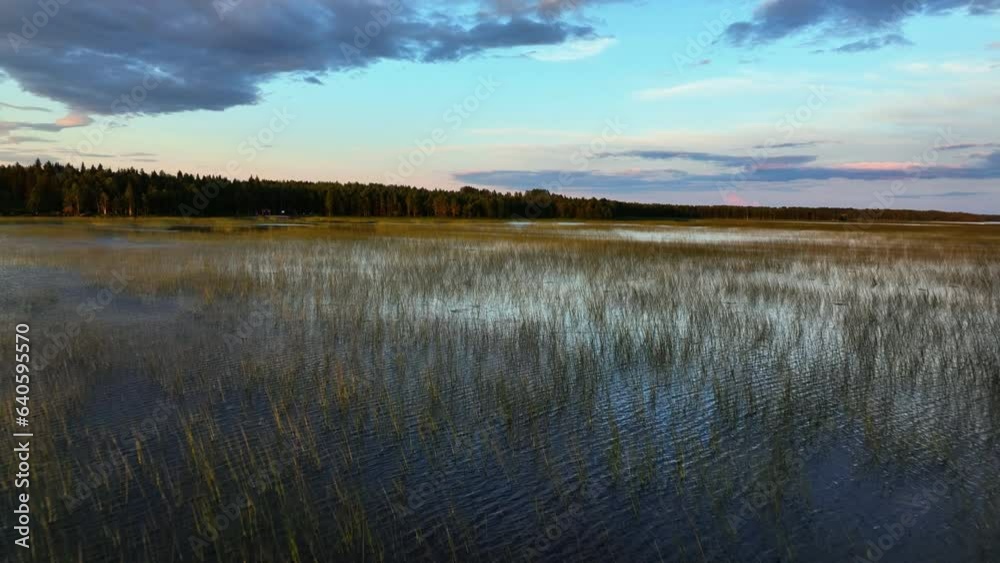 Aerial view over reeds in a reflecting lake, sunny, summer evening Scandinavia Aerial view over reeds in a reflecting lake, sunny, summer evening Scandinavia