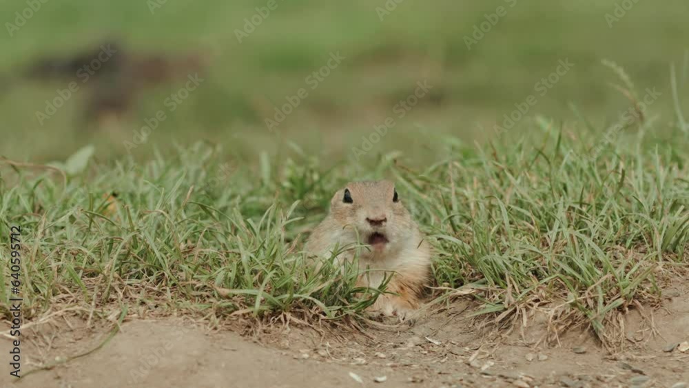 Closeup of a groundhog coming out from his hole to pick up and eat sunflower seeds. Closeup of a groundhog coming out from his hole to pick up and eat sunflower seeds.